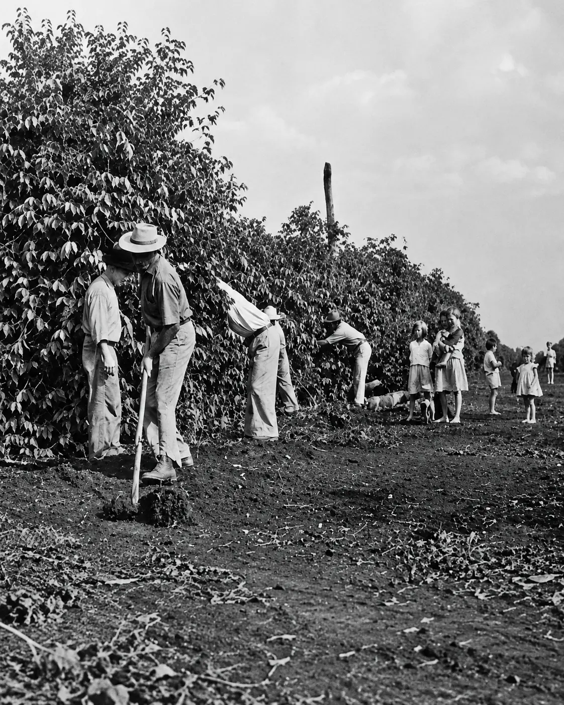 Colhedores de café em lavoura histórica no norte do Paraná